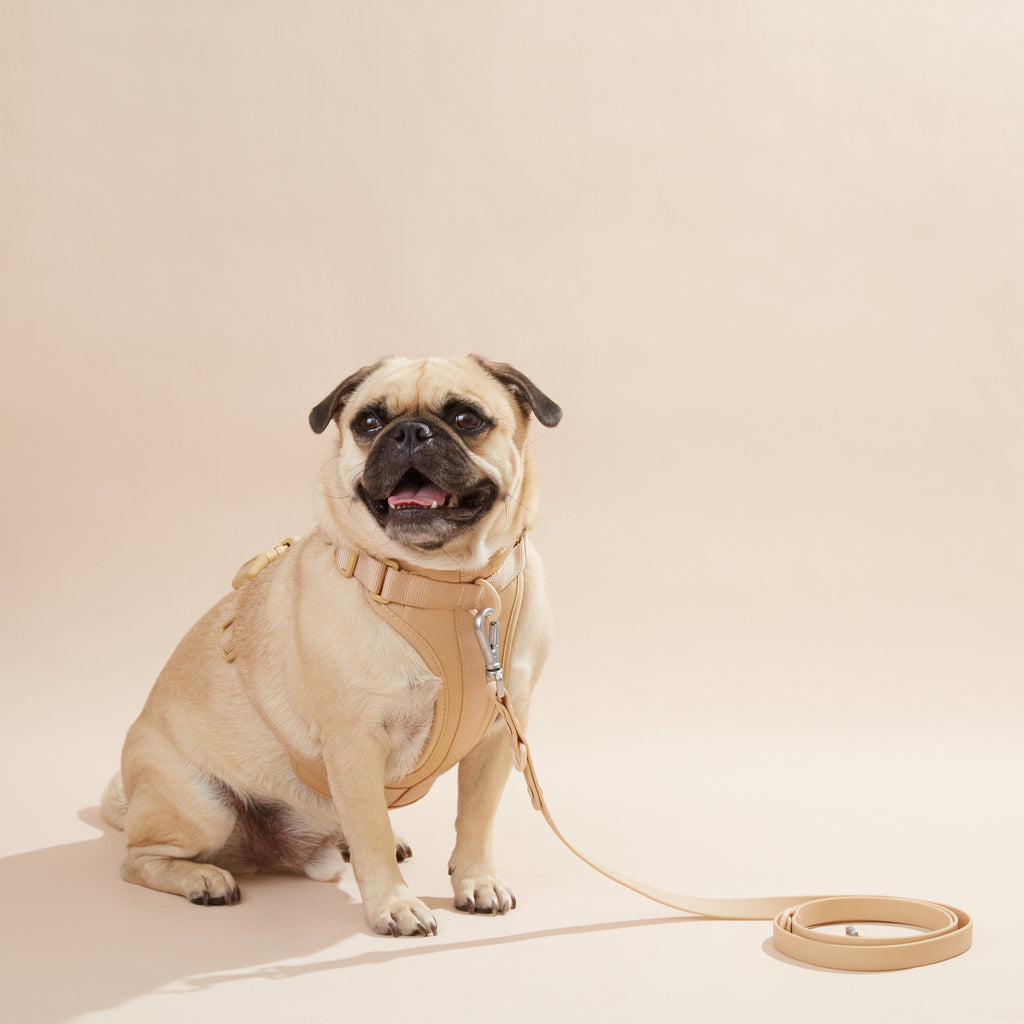 Harness Set-1